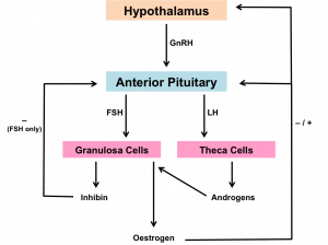 Feedback systems acting on the HPG axis