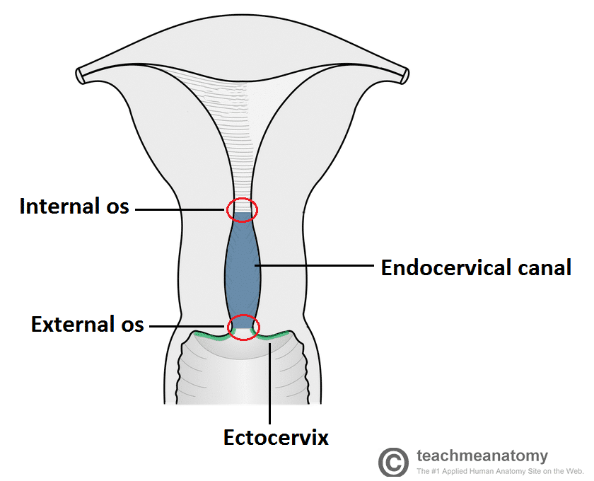 Glandular What Does It Mean At Luis Ponce Blog