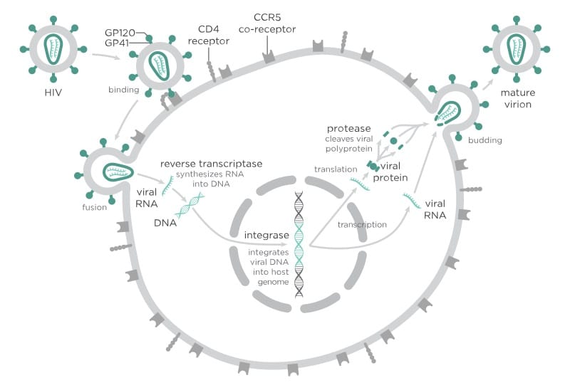 Fig 1 - The process of HIV infecting and reproducing within cells.