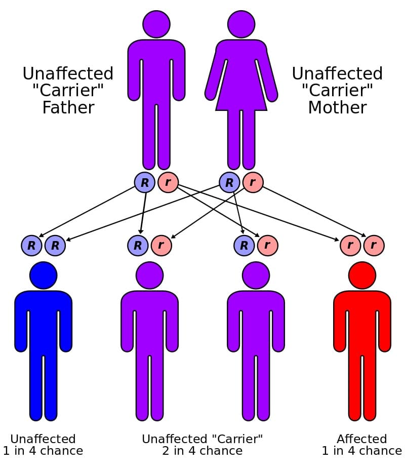Fig 2 - Mode of inheritance of autosomal recessive conditions, such as cystic fibrosis.