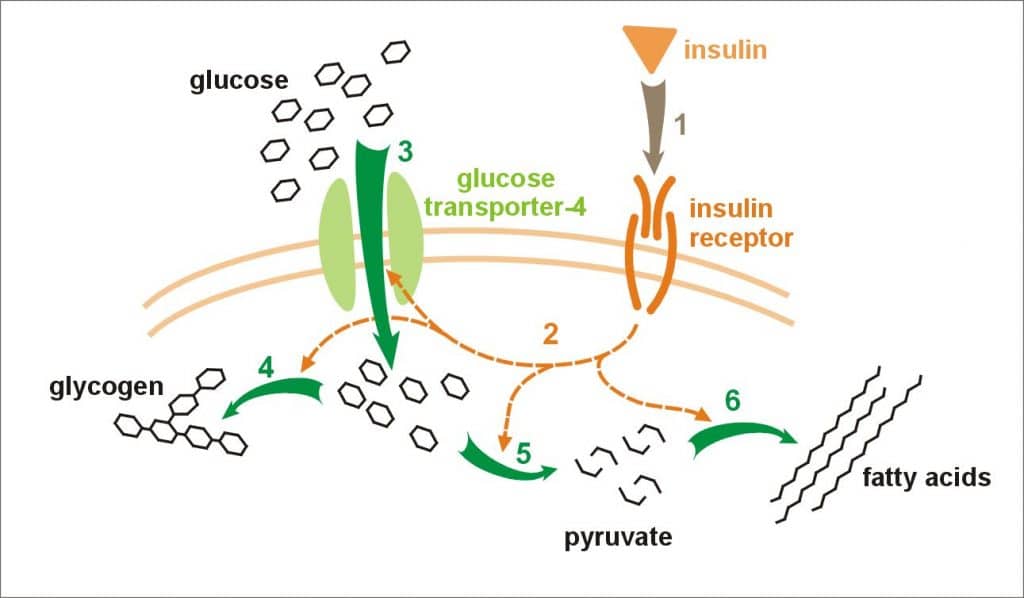 Fig 1 - Insulin acts to increase glucose uptake from the circulation. There is increasing insulin resistance in pregnancy, and insulin requirements rise by approximately 30%