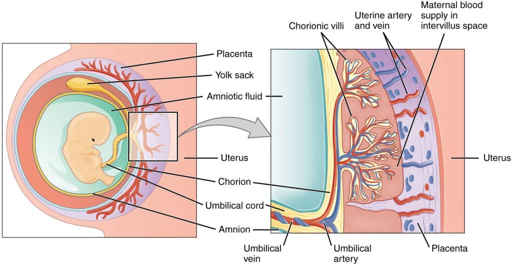 Fig 1 - The layers of the fetal membranes; the chorion and amnion.
