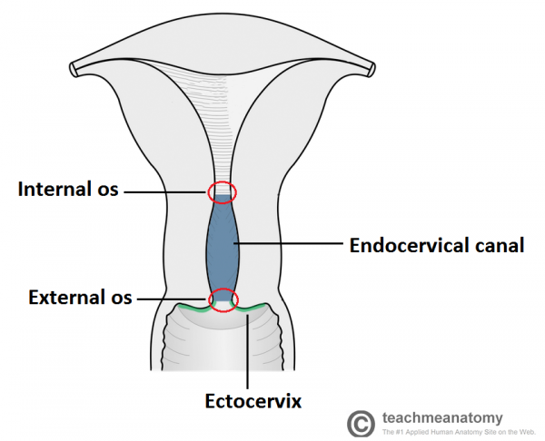 Ectropión Cervical - Causas - Investigaciones - Tratamiento - TeachMeObGyn