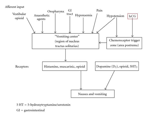 Fig 1 - The vomiting pathway. High levels of bHCG are thought to stimulate the chemoreceptor trigger zone.