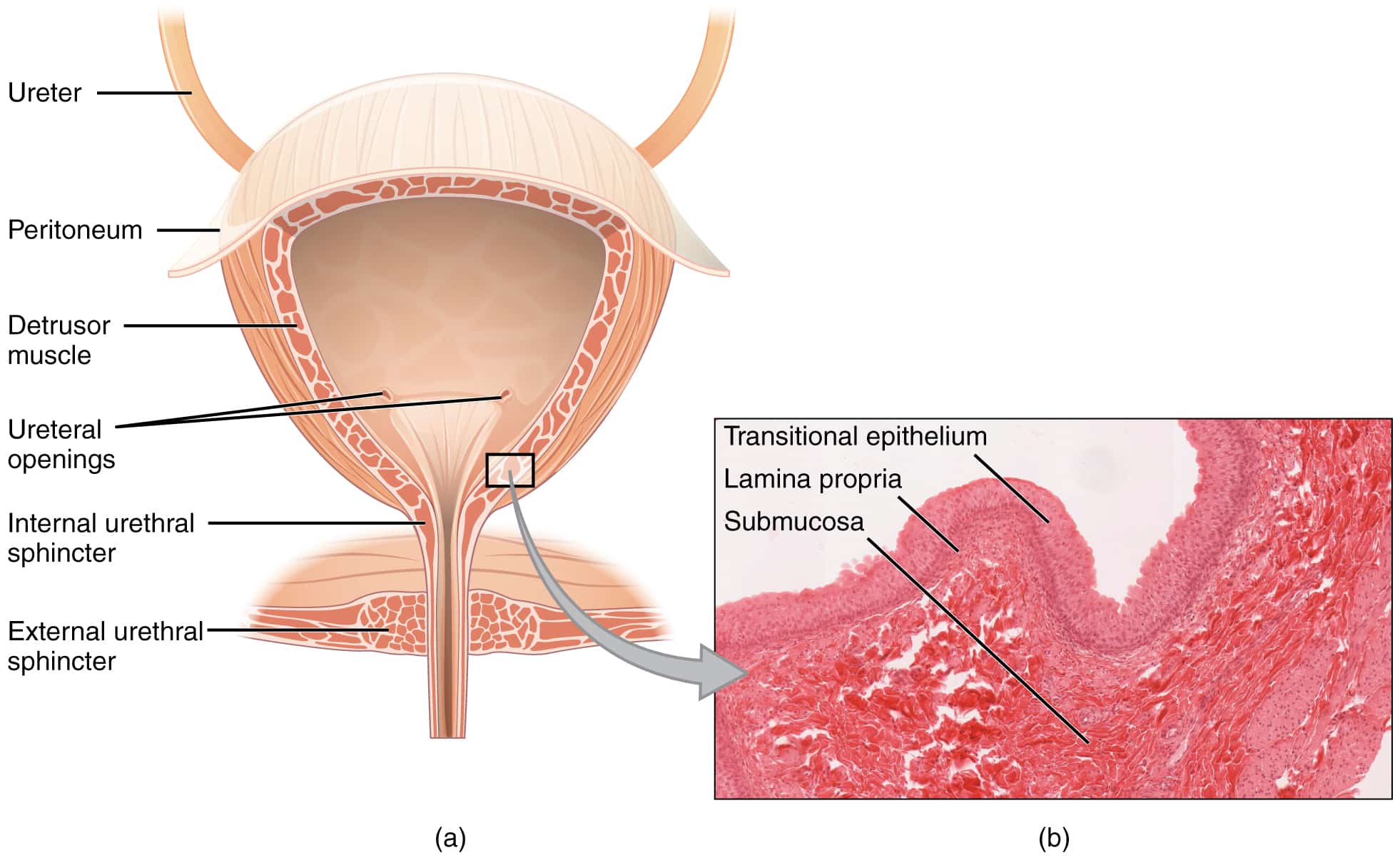 Change in urethral sphincter neuromuscular function during